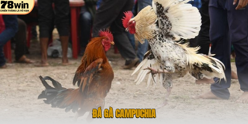 Đá gà Campuchia