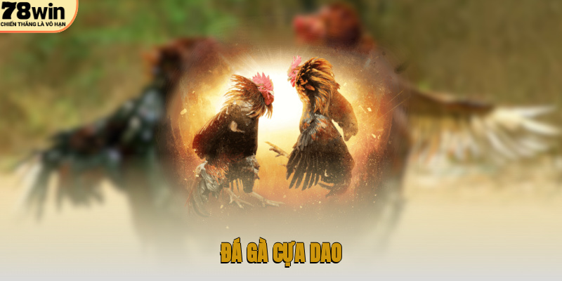 Đá gà cựa dao