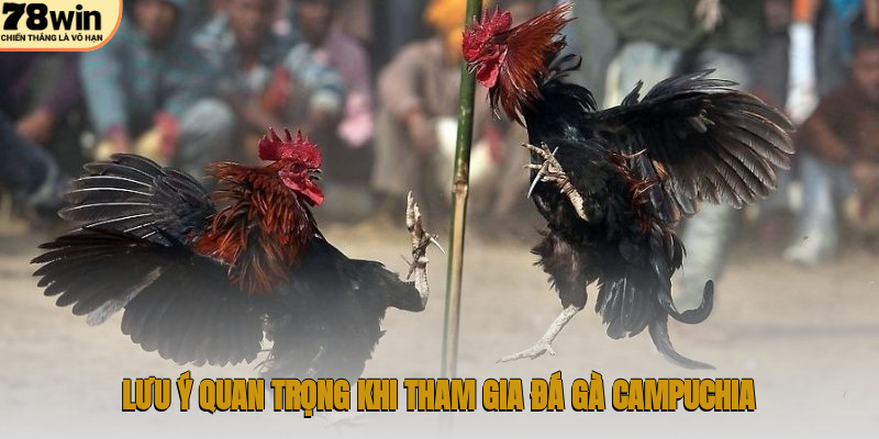 Lưu ý quan trọng khi tham gia đá gà Campuchia