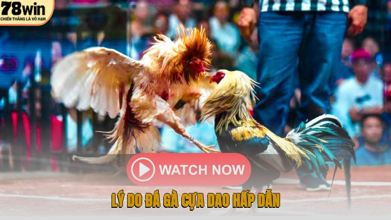 Lý do đá gà cựa dao hấp dẫn